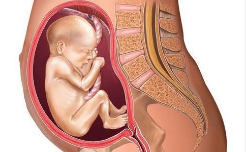 孕妇2到10月 宝宝在腹中的胎位图