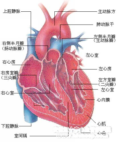 《医述》第二十四期:先天性心脏病
